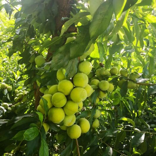 茂县青红脆李 云中圣果，生在高原的果子，浸透阳光的味道！