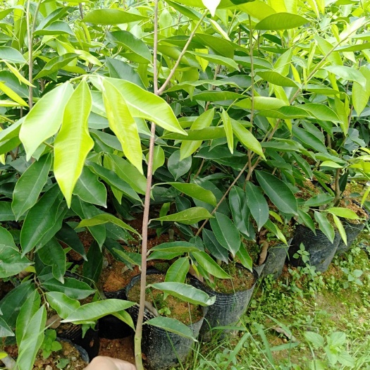 茂名奇楠沉香树  高品质精品奇楠（棋楠）嫁接苗