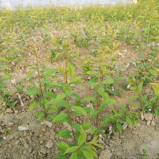 简阳市蜂糖李树苗 蜂糖李，保证品种正宗，可实地考察，可提供技术指导