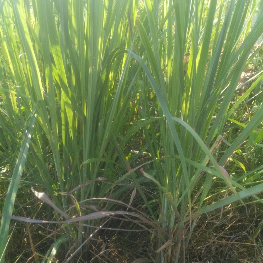 广州香茅草种苗