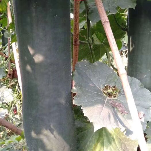 郸城县 河南黑皮冬瓜，基地直销，一手货源，货源充足，可线下交易。