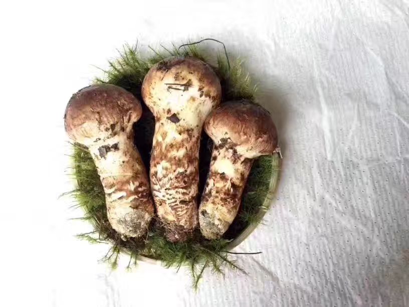 松茸 丽江本地松耸