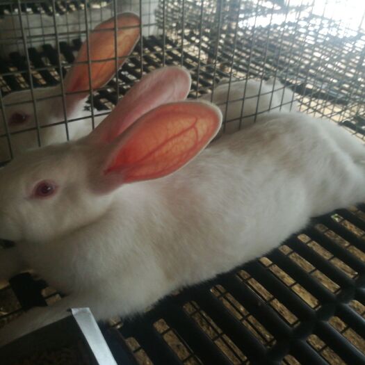 肃宁县 常年出售伊拉肉兔