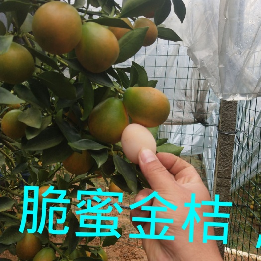 阳朔县 脆蜜金柑金桔苗