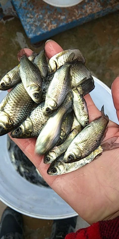攀枝花 中科三号鲫鱼苗