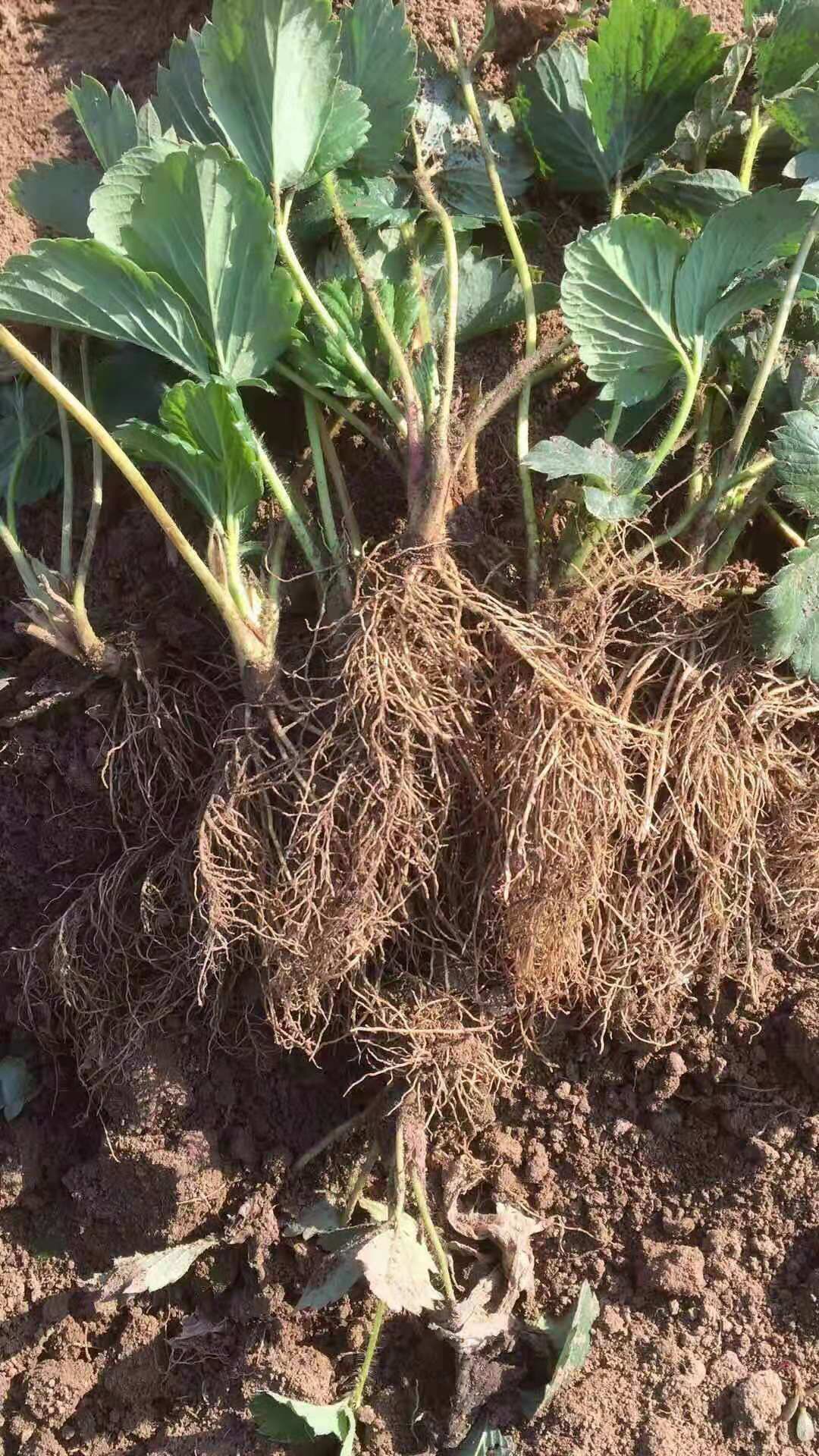 章姬草莓苗批发，确保品种，量大优惠，可签订品种合同