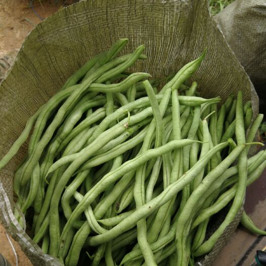 寿阳县架豆角 40cm以下