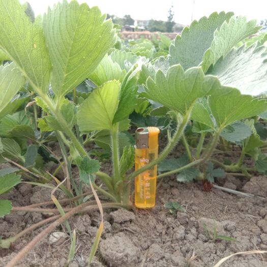 彭州市 大叶红颜草莓苗 品系好 产量高 果形很好