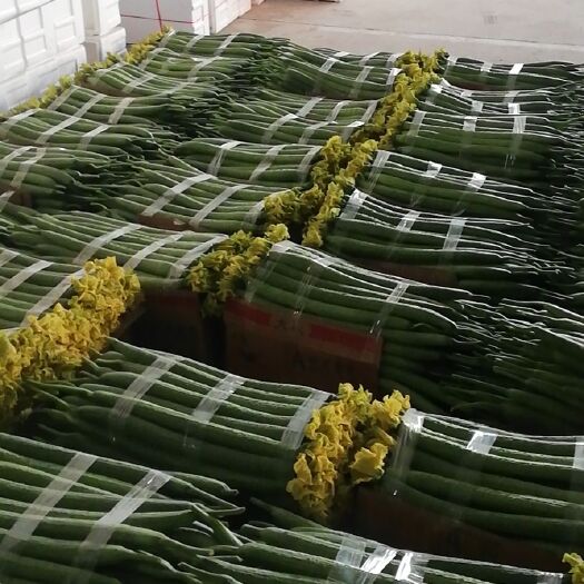 东海县鲜花丝瓜  大量现货，精品串精品