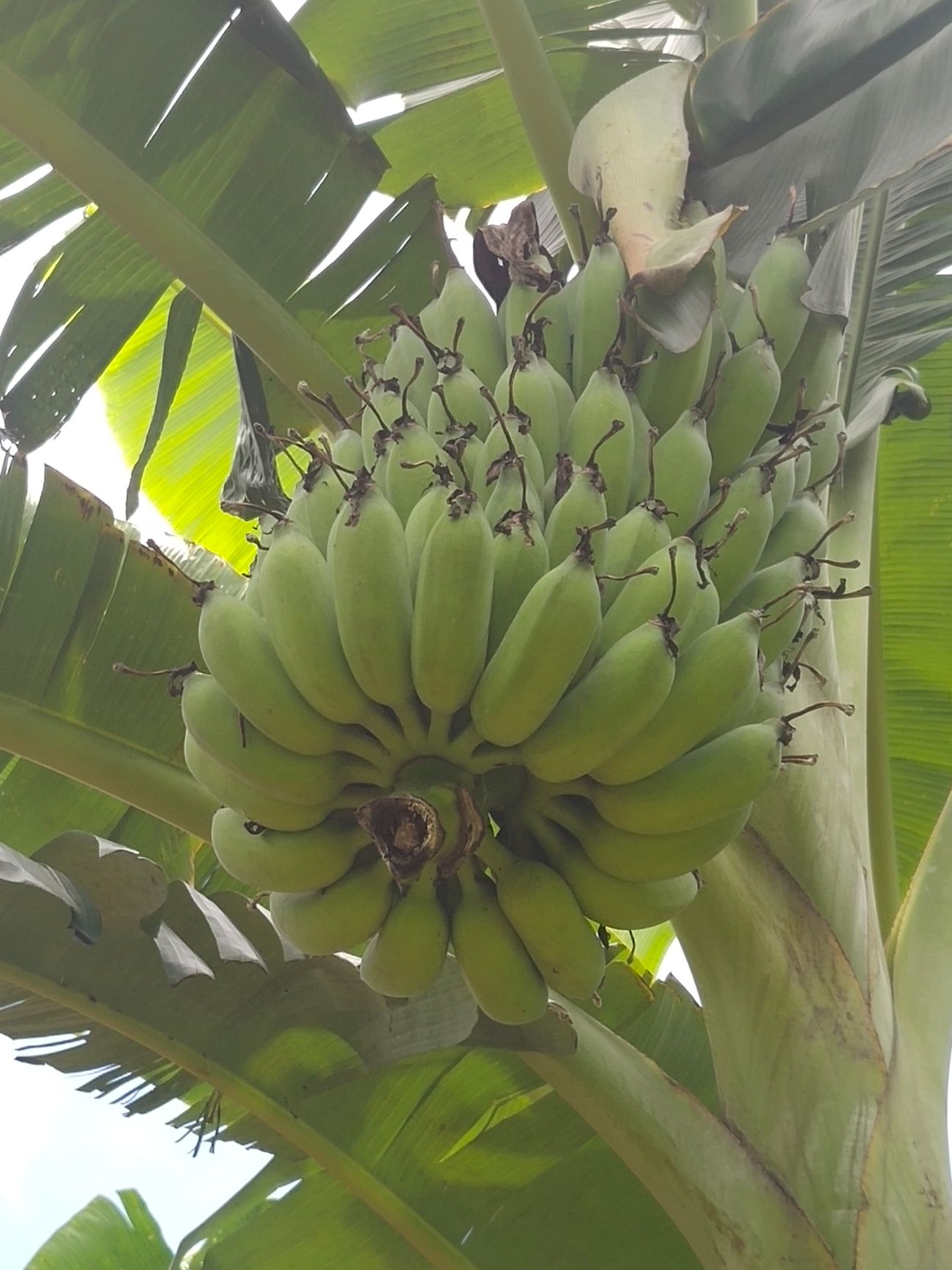 西贡蕉 广西最靓西贡焦