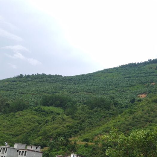 隆林县西贡蕉 广西最靓西贡焦
