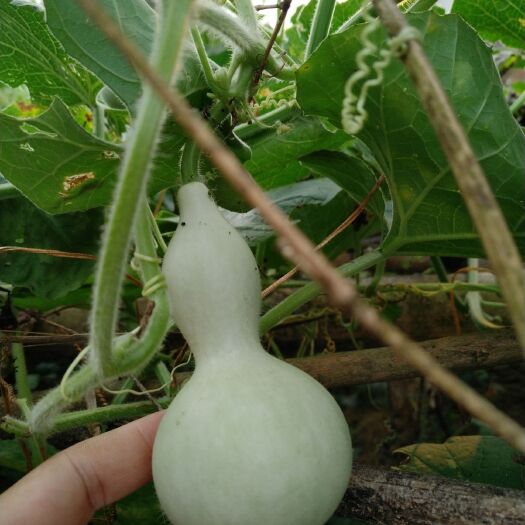 新化县自家种植的文玩葫芦手捻葫芦刚下架青皮