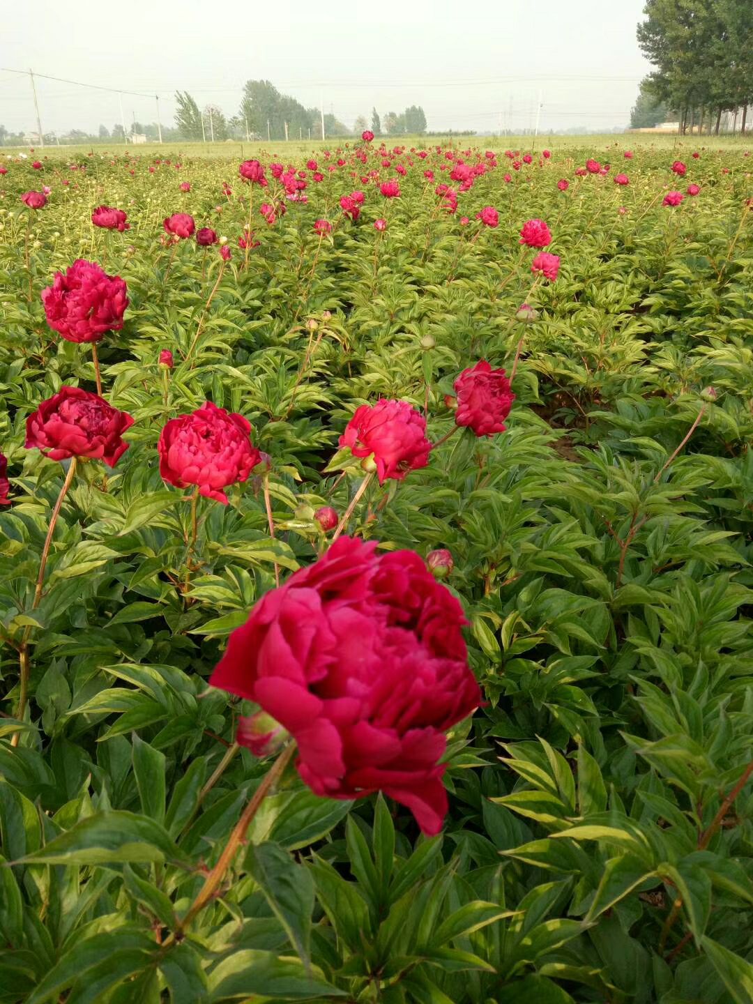 窄叶芍药  芍药，精品观赏芍药，几十个品种，保证品种，保证质
