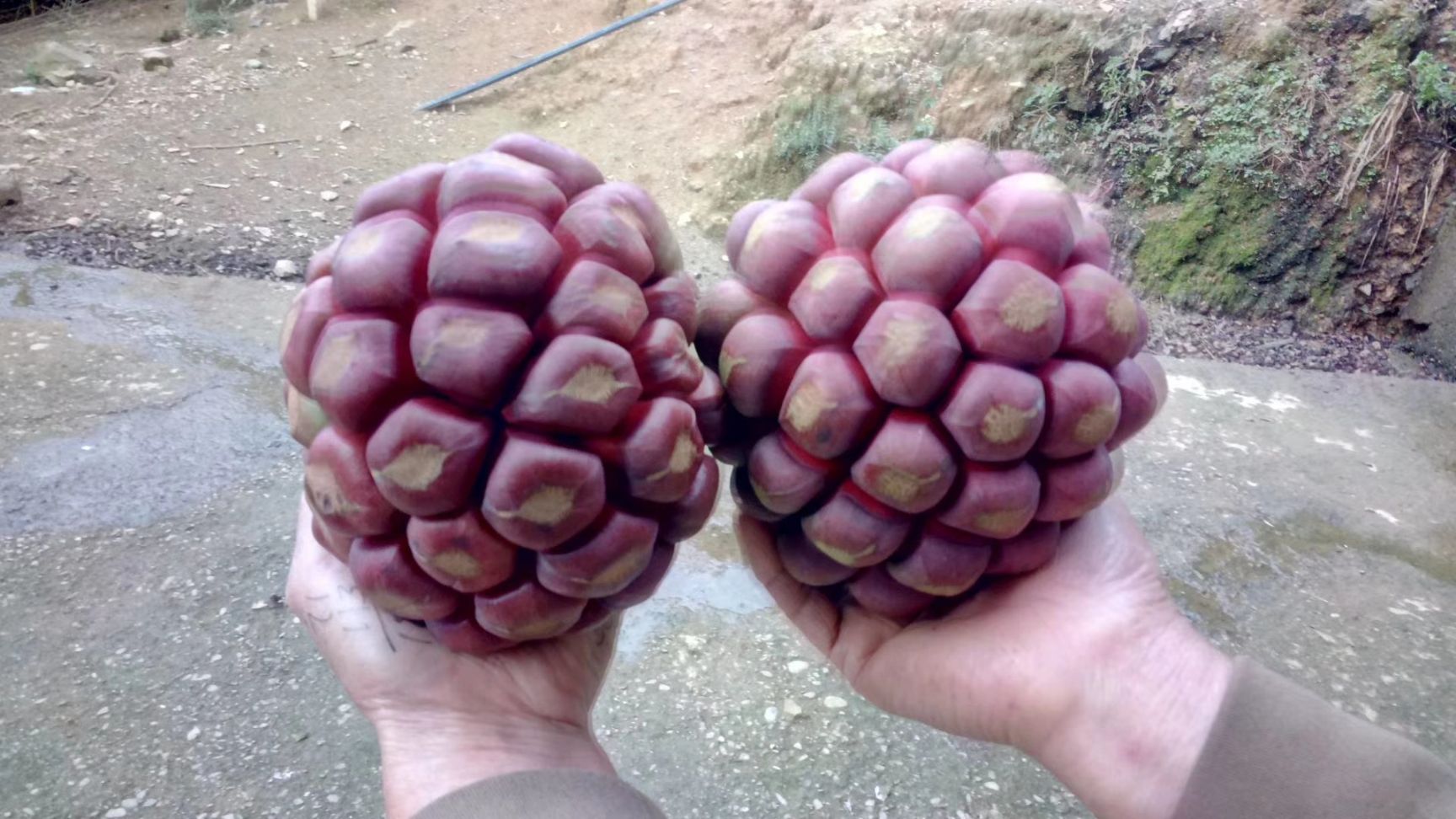 深红  优质布福哪果，欢迎来采购