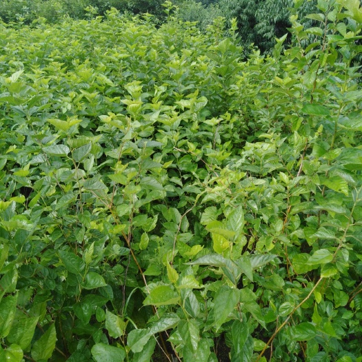 蒙阴县果桑苗 蒙阴甜桑椹苗，个大甜美，保成活保品种个大甜，成熟后紫色