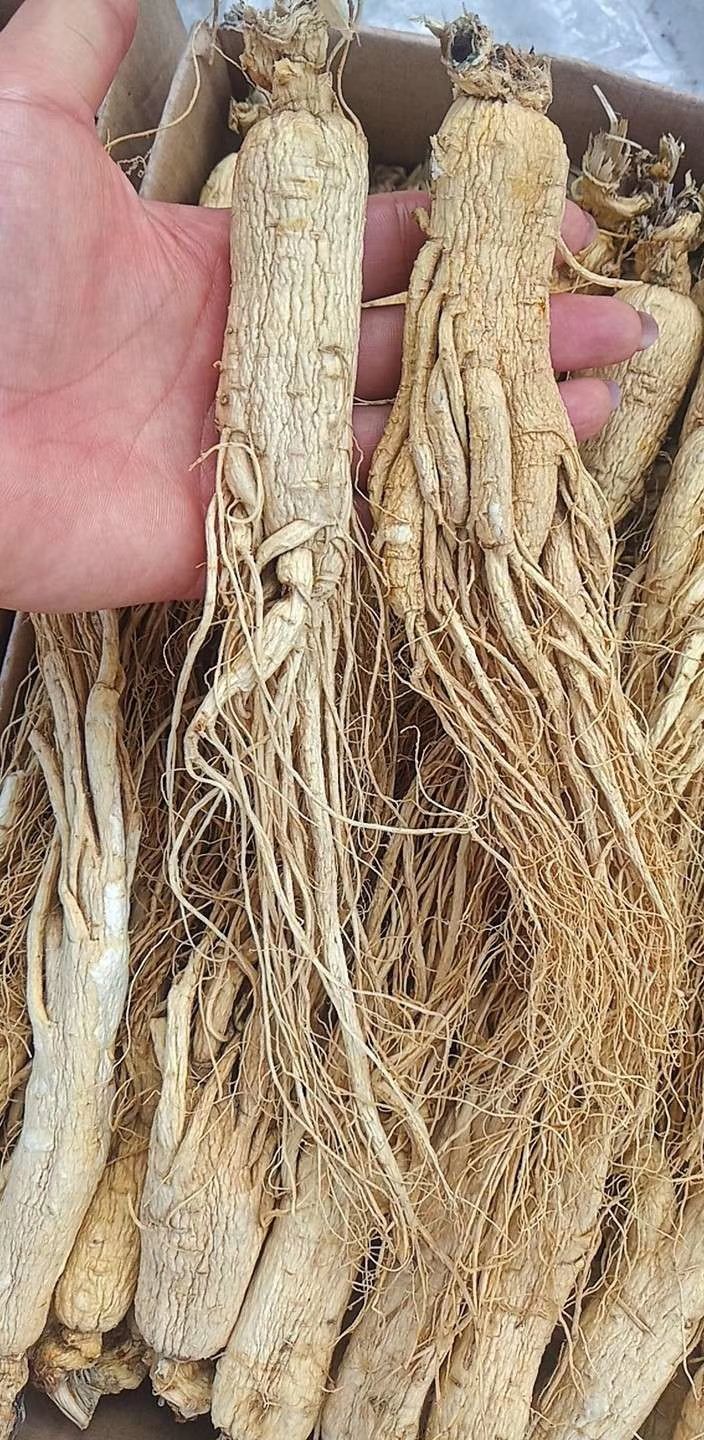 【下单联系商家】东北长白山干人参白参生晒参单支真空包装