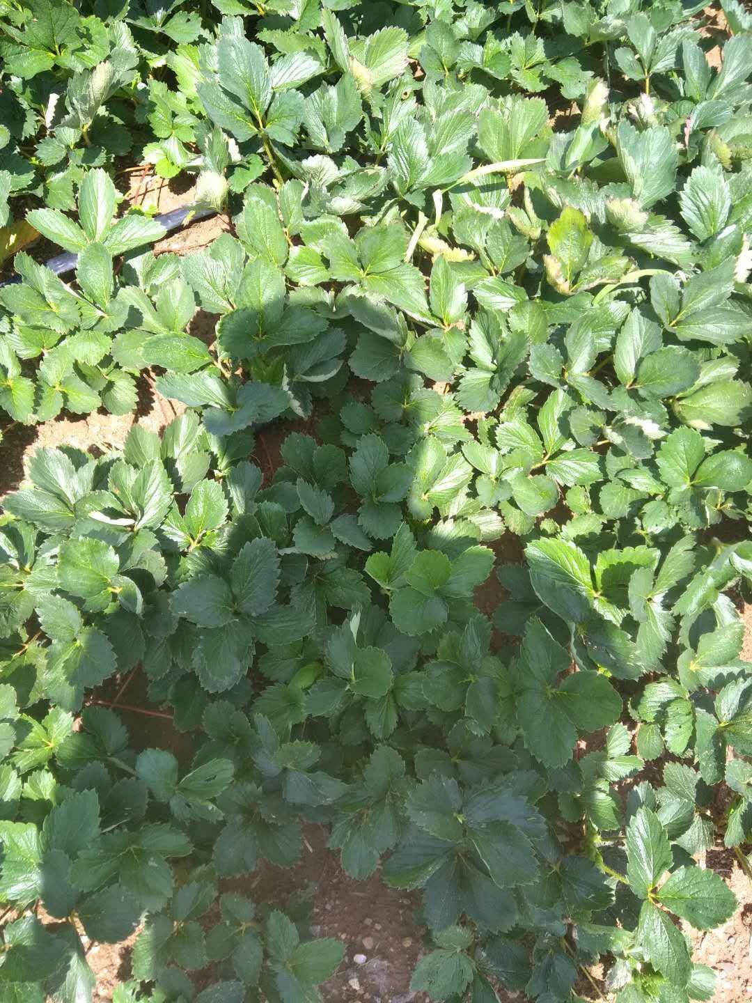 章姬草莓苗批发，确保品种，量大优惠，可签订品种合同