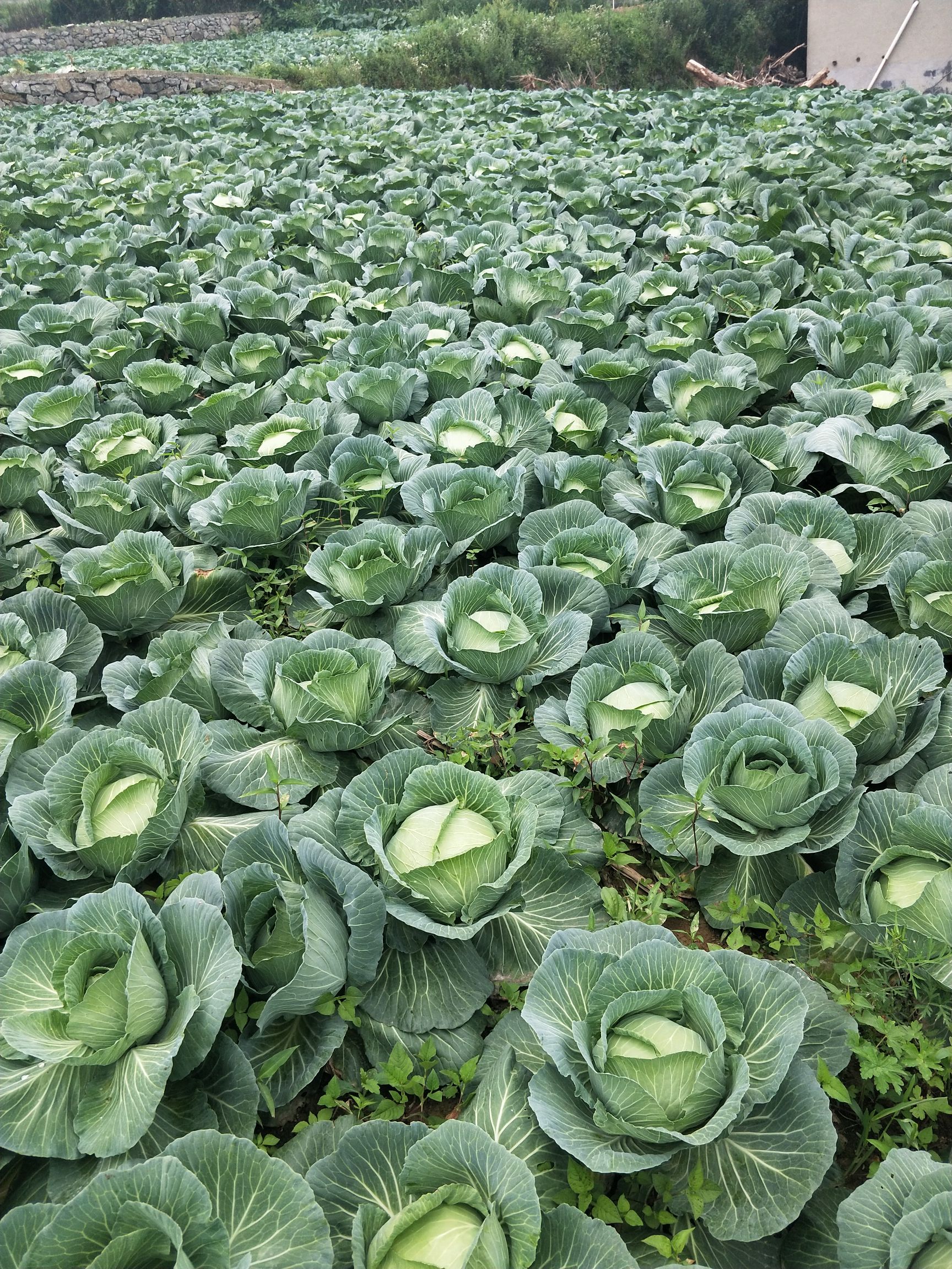 扁球甘蓝 价格合适