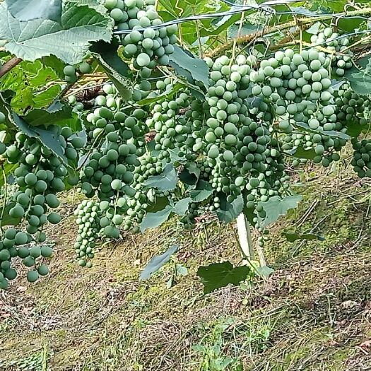 紫云县高山葡萄 1.5- 2斤 5%以下 1次果 高山葡萄 1.5- 2斤 5%以下 1次果