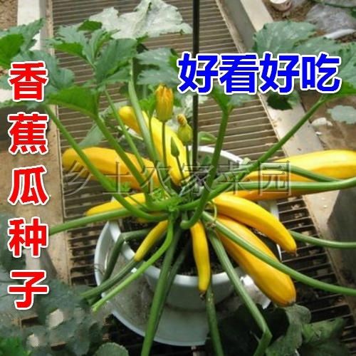 连云港香水瓜种子 香蕉瓜种子 特色蔬菜阳台盆栽种菜金皮西葫芦 四季易种