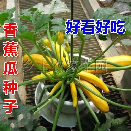 香水瓜种子 香蕉瓜种子 特色蔬菜阳台盆栽种菜金皮西葫芦 四季易种