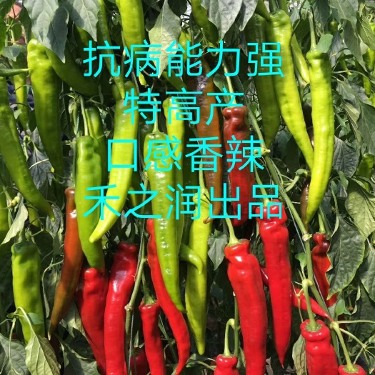 耐高温 辣椒苗 线椒苗牛角椒苗 螺丝椒苗薄皮椒苗 黄皮尖椒苗