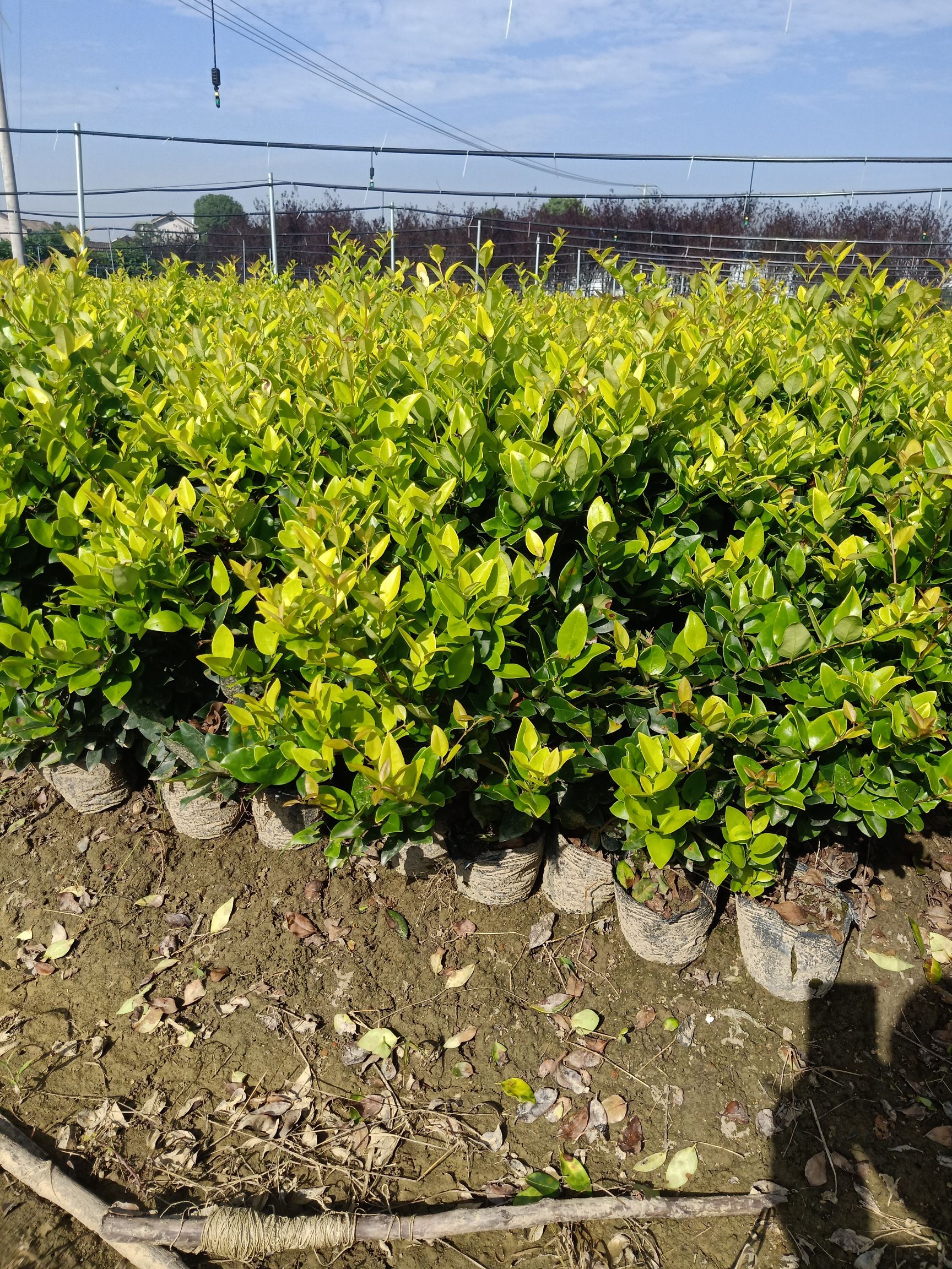 金森女贞苗 大量供应金森女贞杯苗自产自销价格优惠