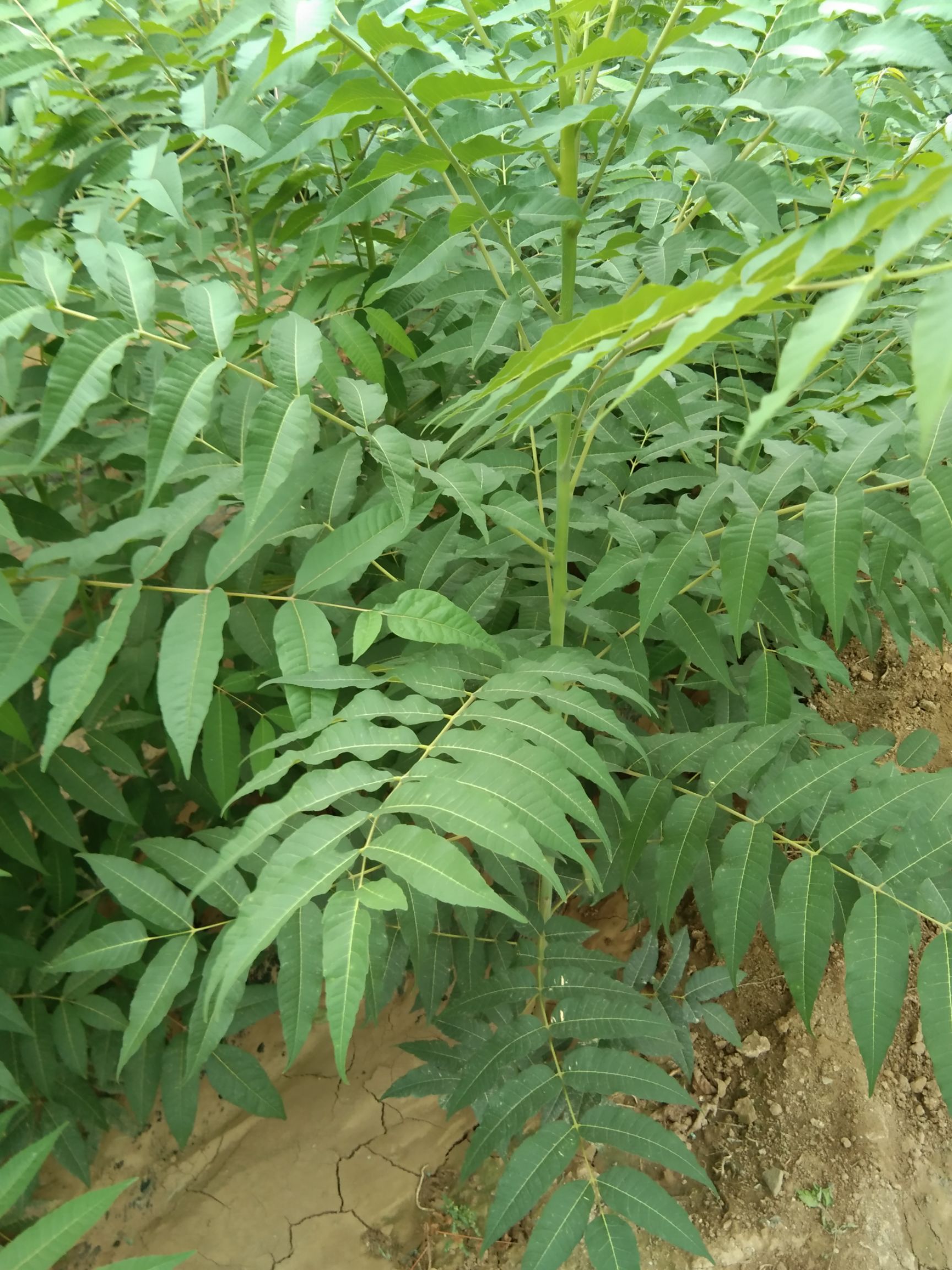 绿油香椿苗 自家地里种的无中间商