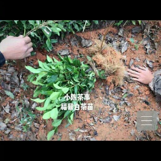 福鼎市白茶树苗 嫁接苗 0.5米以下 