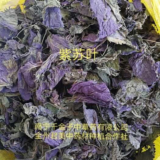 全州县新鲜紫苏 紫叶