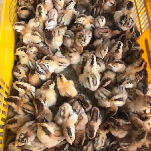 南宁灵山麻土鸡苗  长期经营批发; 厂家直销，质量保证，价格实惠。