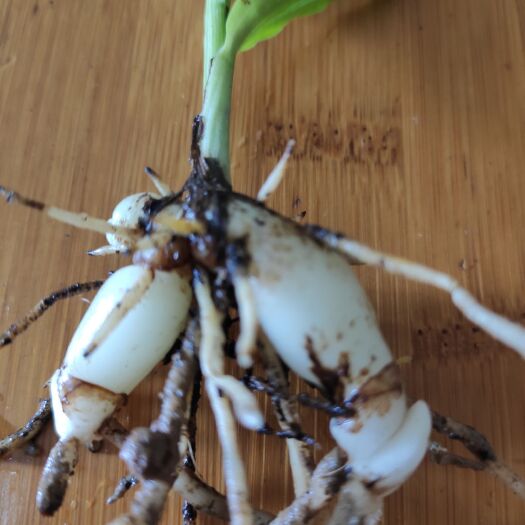 阆中市紫花白芨苗 超级优惠  超级便宜 超级美丽