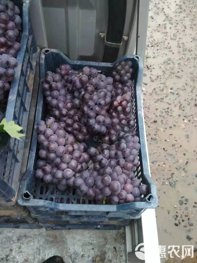  临朐葡萄品种有好多，亲你需要哪一样