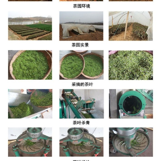 莒县 日照绿茶原产地直供