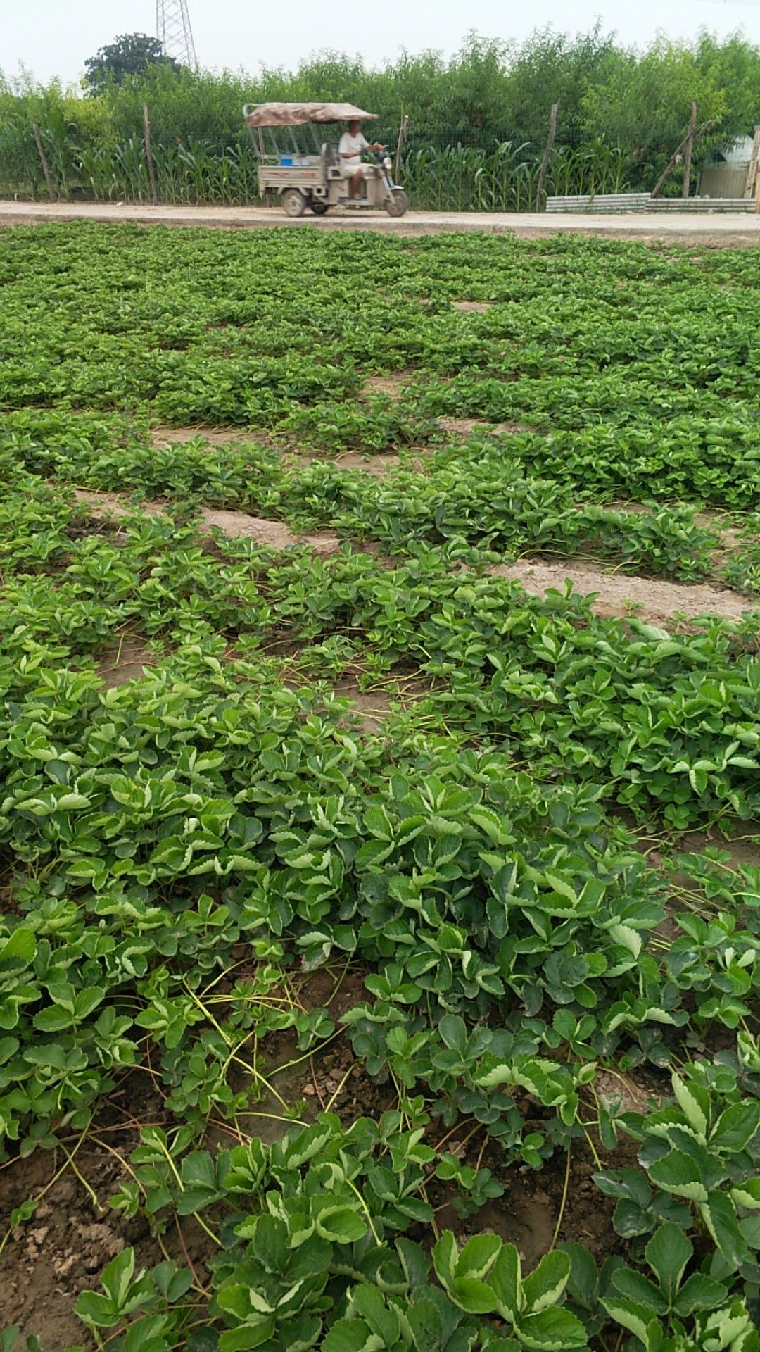 甜查理草莓苗 2020草莓生产苗开始接受预订！保证纯度无杂苗成活率高！