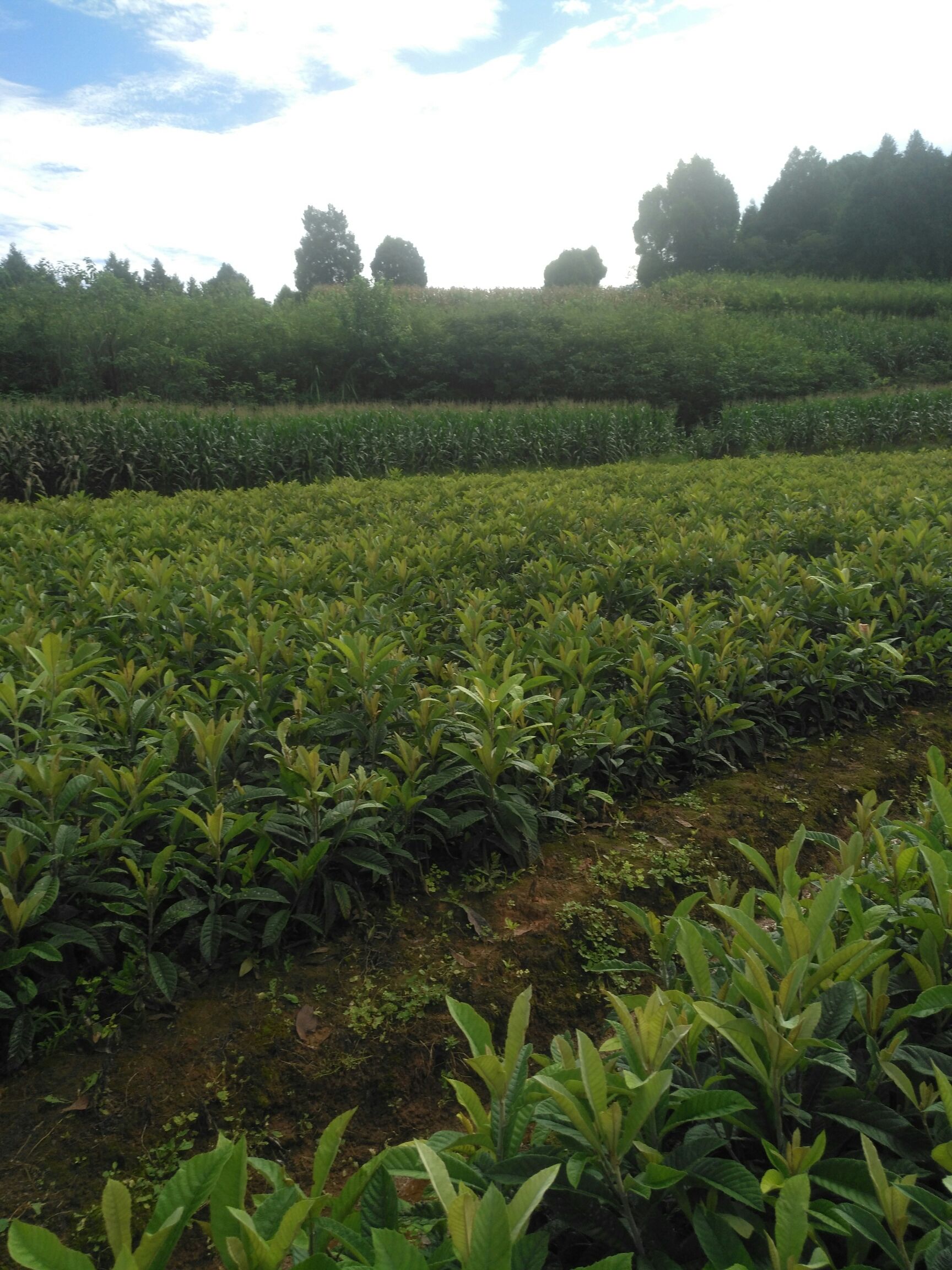 大五星枇杷苗 营养杯枇杷种苗成活率99% 四川种植基地 欢迎