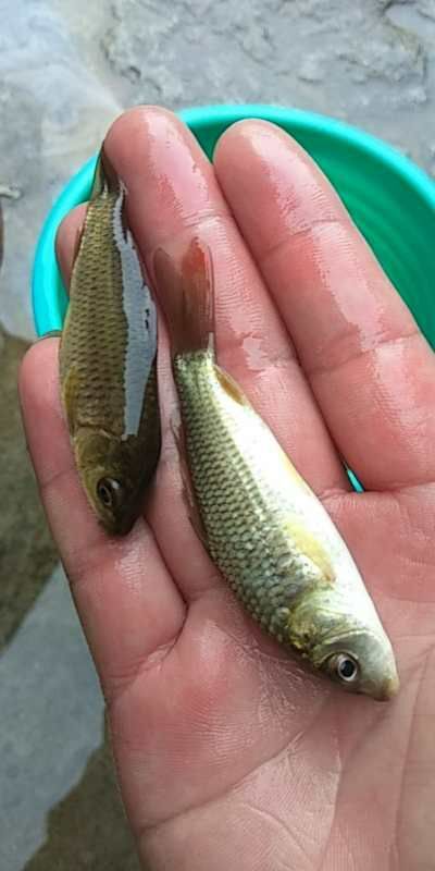 昆明 鲤鱼苗