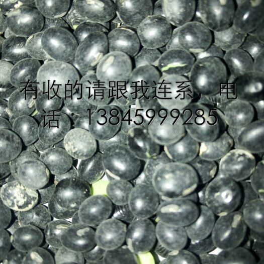 林甸县黄仁黑豆 中粒