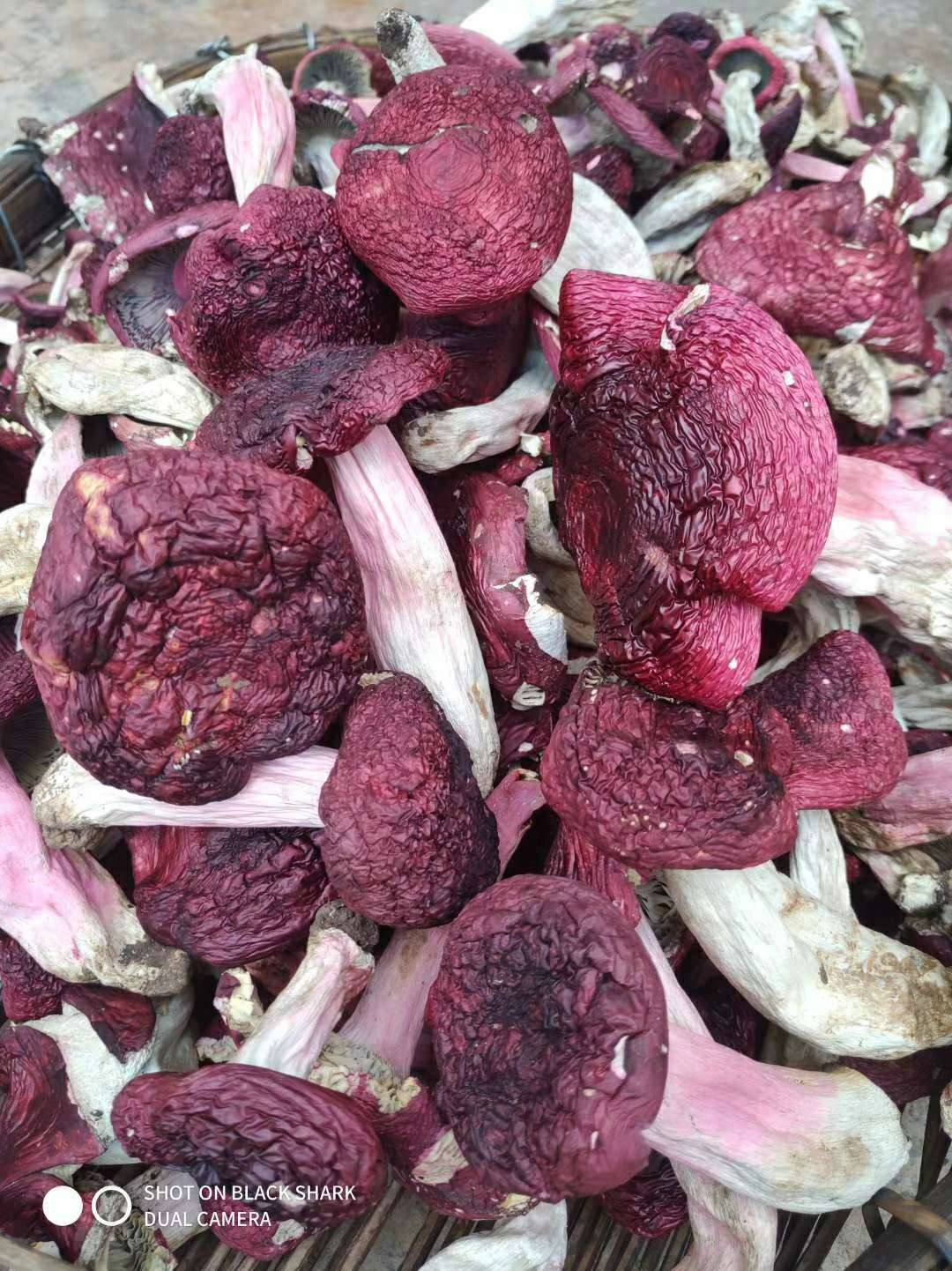 白葱菌 红菇 野生菌类