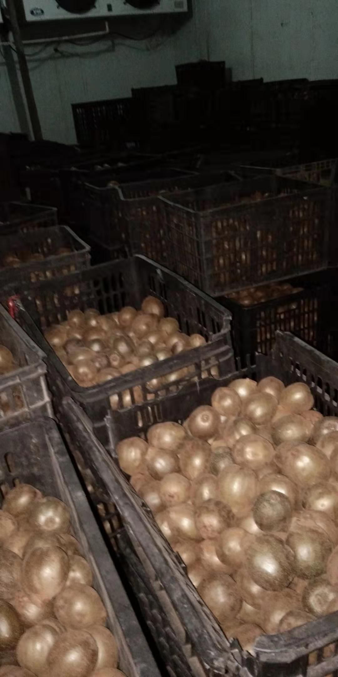  翠玉猕猴桃9月中旬就可以采摘了，高海拨施肥，不打膨大素