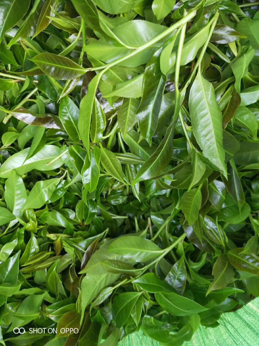  野茶  野生乔木普洱茶