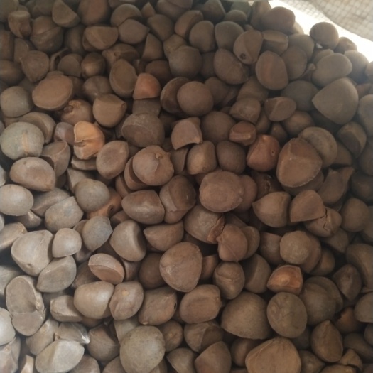 赫章县 野生油茶果，野生核桃，青松籽