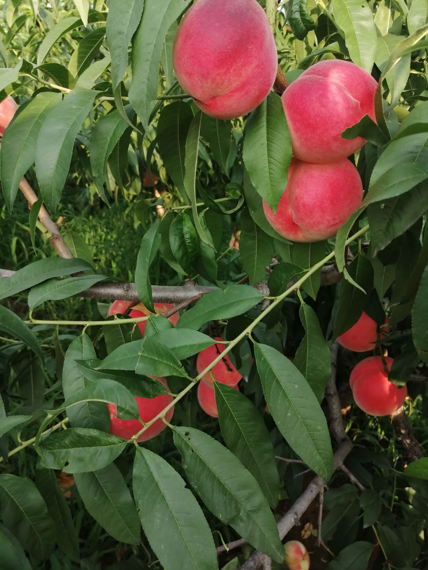 艳红毛桃 艳红桃80以上