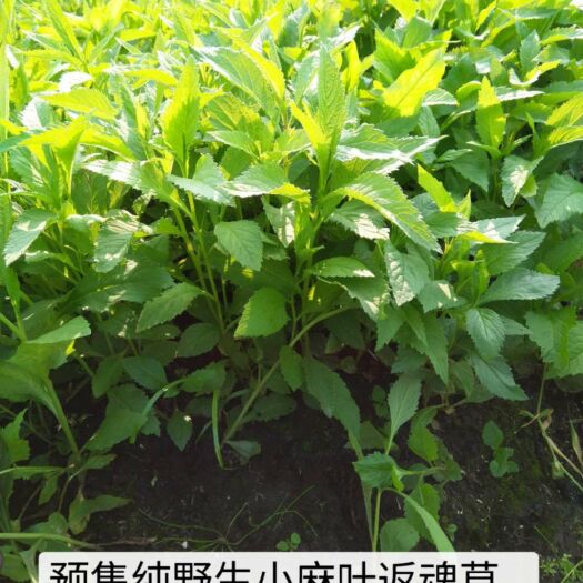 嫩江市返魂草种苗 预售中药材返魂草苗，返魂草(纯野生小麻叶)预定中。多购优惠，