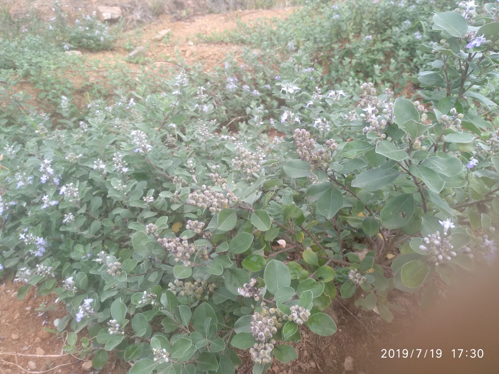 蔓荆子苗 （单叶正品）