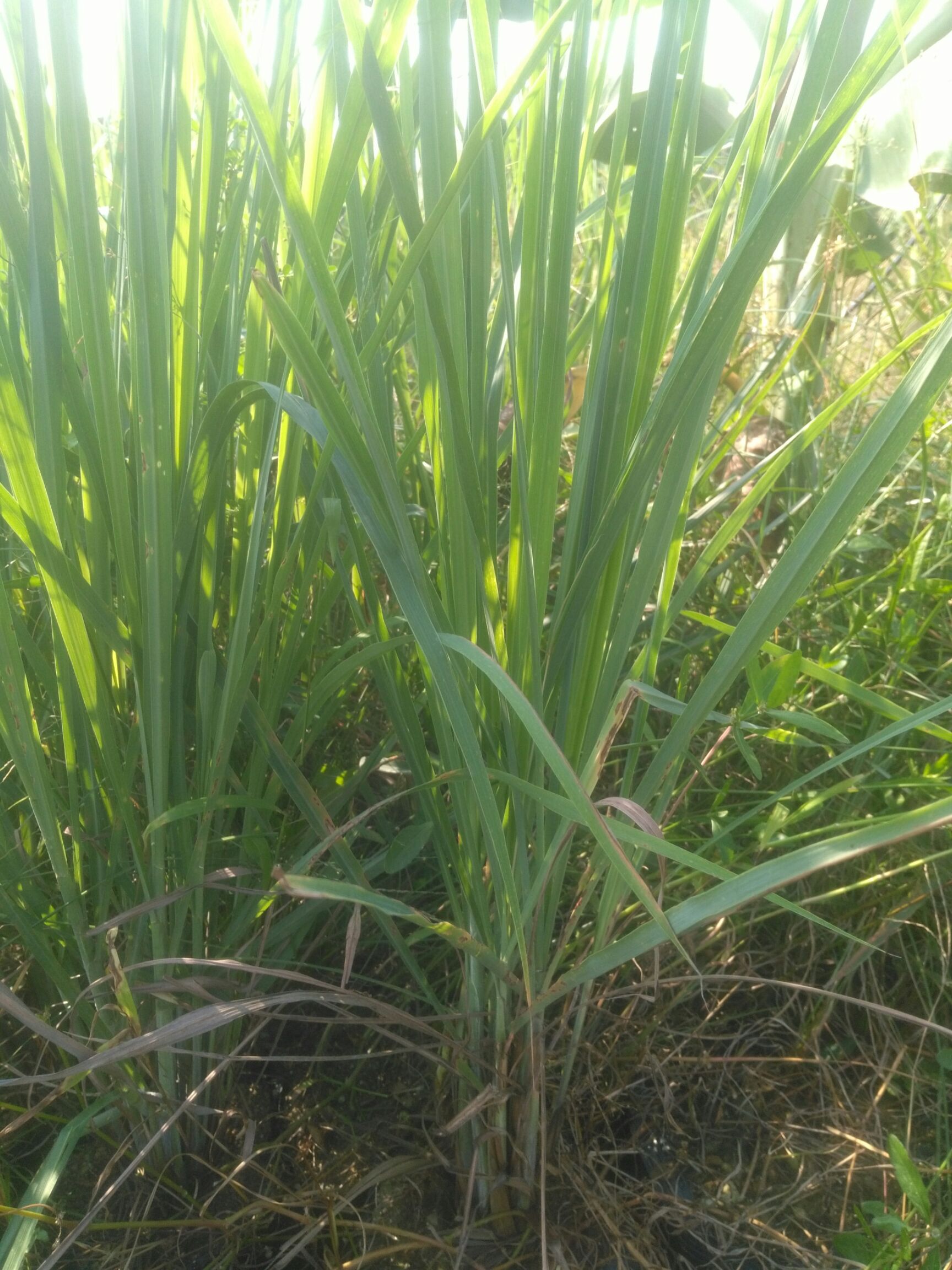 香茅草种苗