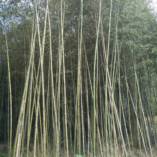 腾冲市 螺母竹，行道景观绿篱竹子