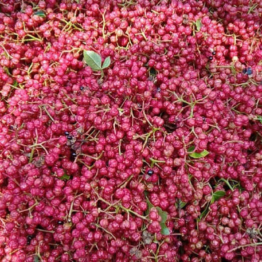 平顺县 太行山上无污染花椒