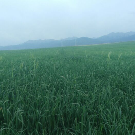山丹县 优质燕麦草