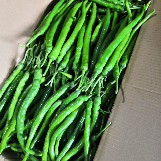 会同县二荆条辣椒 15~20cm 中辣 红色